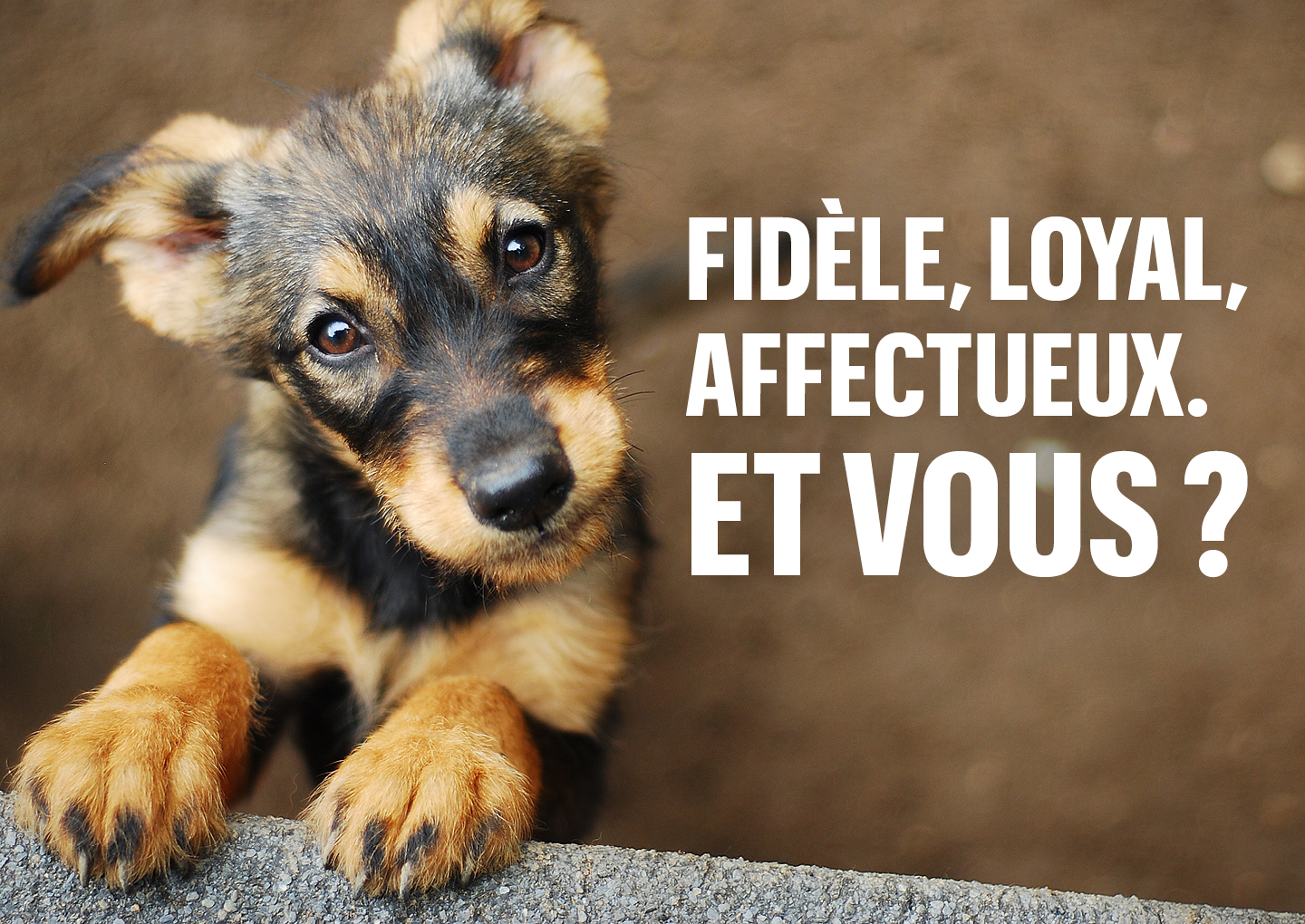 campagne de lutte cotre les animaux domestiques - © Shutterstock - Monika Chodak campagne de lutte contre l'abandon des animaux domestiques