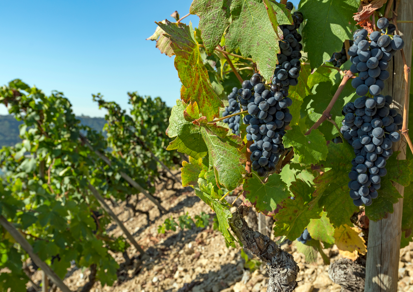 Cepage la Sirah, vignes Guigal, Ampuis, Rhône - © Région Auvergne-Rhône-Alpes Cepage la Sirah, vignes Guigal, Ampuis, Rhône