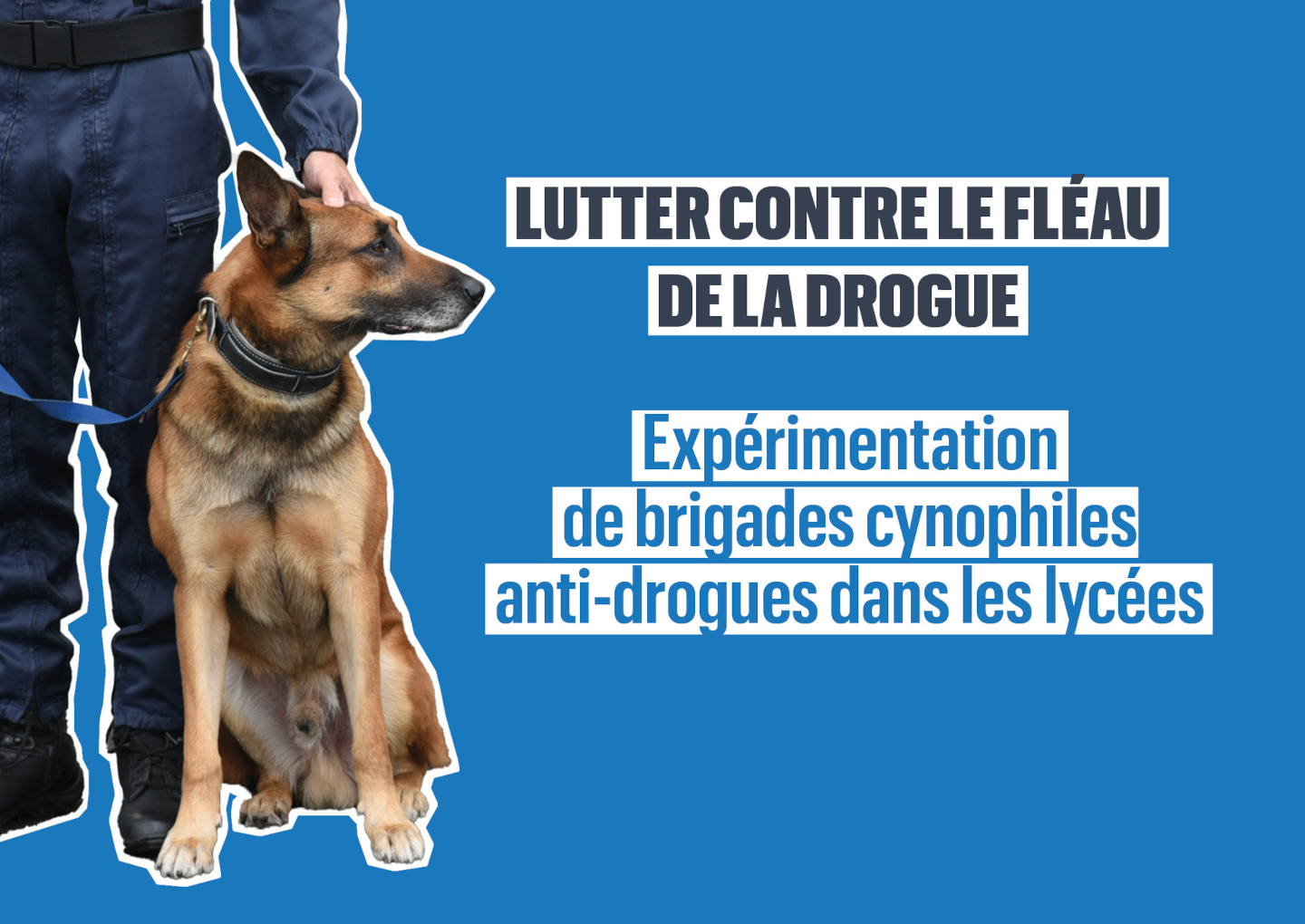 AP octobre-brigdaes cynéphiles AP octobre-brigdaes cynéphiles