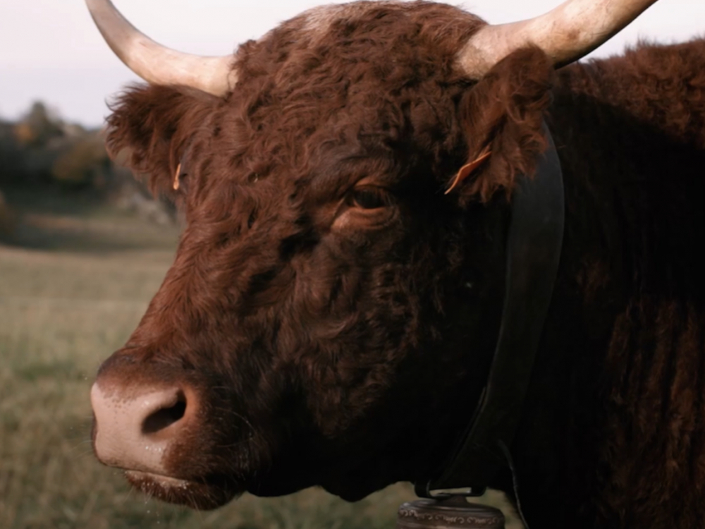 Preview image for the video "Ovalie, égérie du Salon international de l'agriculture 2023".