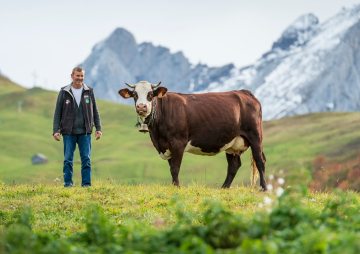 Agriculture vache Neige