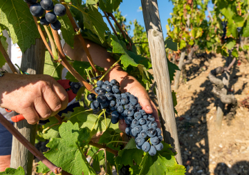 Vigne photo thématique