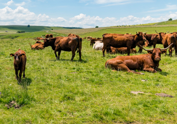 Élevage dans la Cantal