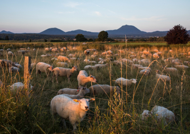 Élevage ovin chaîne des Puys - © Jean-Marc Demars Élevage ovin chaîne des Puys
