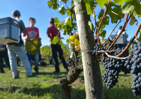 Vendanges - © 123RF-freeprod Vendanges