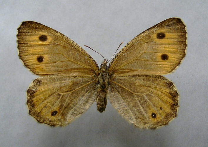 oeneis glacialis - © Dumi / Creative Commons oeneis glacialis