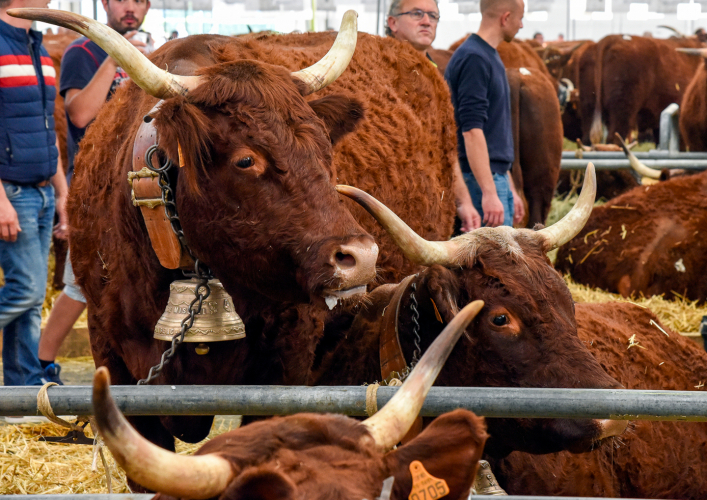 Sommet de l'élevage 2018 (photo d’archives) - © Michel Pérès Sommet de l'élevage 2018 (photo d’archives)