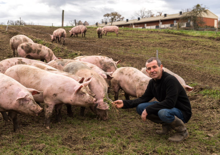Agriculture élevage porcin Allier - © Guillaume Atger Agriculture élevage porcin Allier