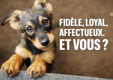 campagne de lutte cotre les animaux domestiques - © Shutterstock - Monika Chodak campagne de lutte contre l'abandon des animaux domestiques