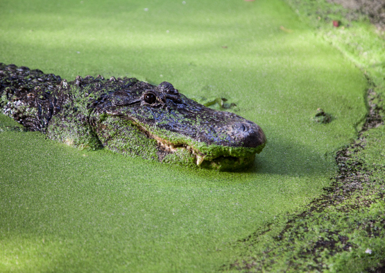 La Ferme aux Crocodiles