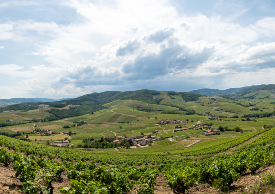 Le Beaujolais Vert (69)