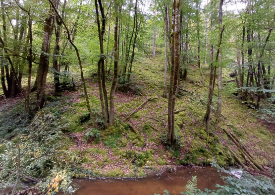 Gorges de la Sioule 1