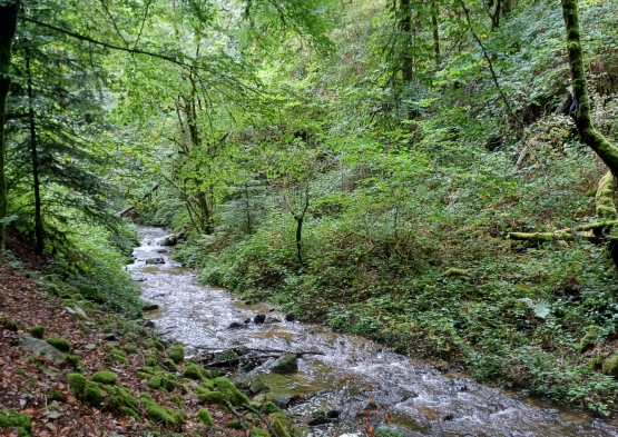 Gorges de la Sioule 2