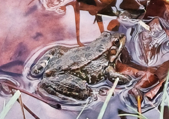 Grenouille verte