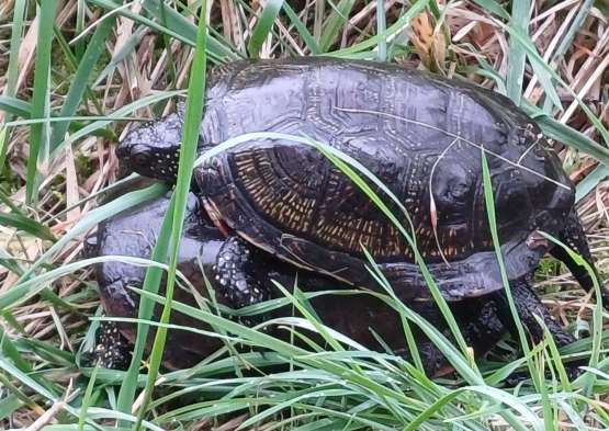 Tortues cistudes