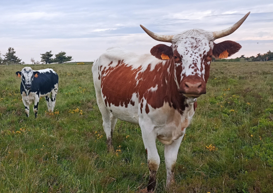 Jasseries de Colleigne 5