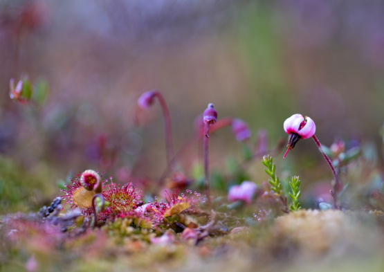 PNR Livradois-Forez 2