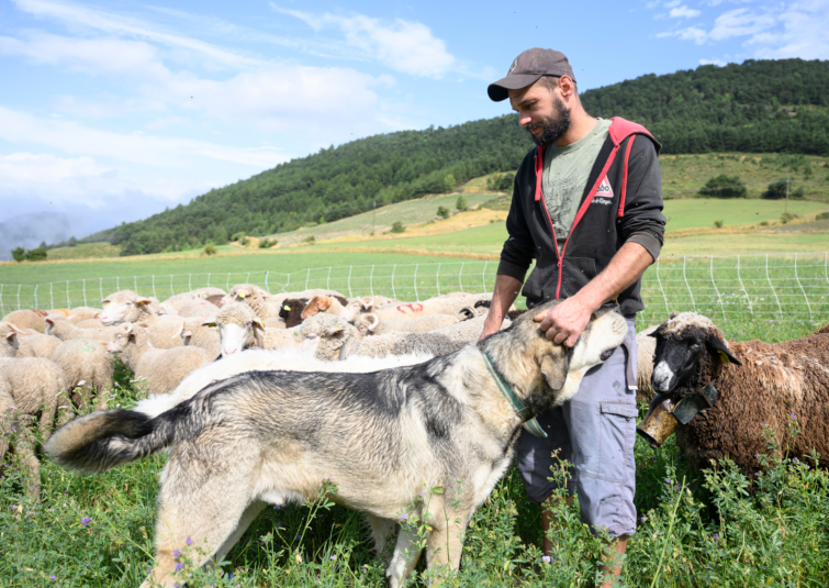 Eleveur moutons