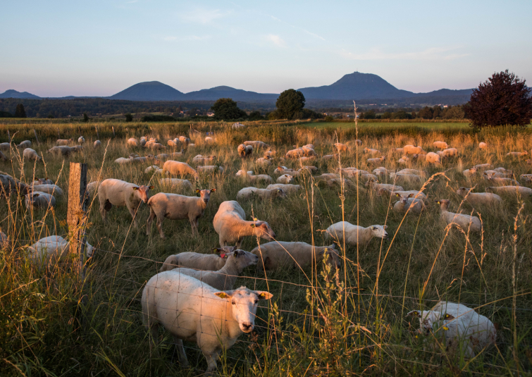 Moutons brebis au pied du puy de Dôme