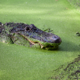 La Ferme aux Crocodiles