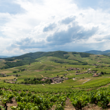 Le Beaujolais Vert (69)