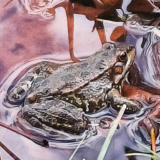 Grenouille verte