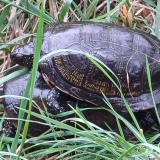 Tortues cistudes