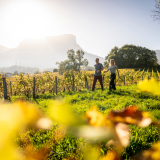 Vignobles en Scène 3