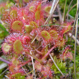 Jasseries de Colleigne 4 © L. Verdier.jpeg