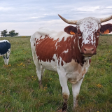 Jasseries de Colleigne 5