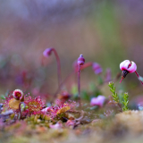 PNR Livradois-Forez 2