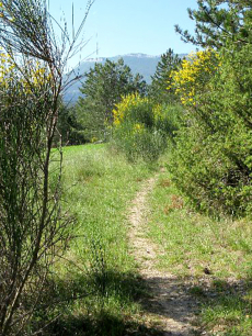 Stage «Yoga &amp; Plantes sauvages »